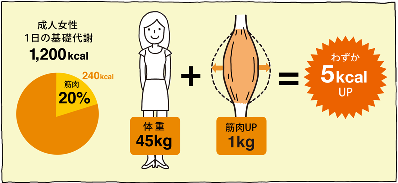成人女性1日の基礎代謝1,200kcal　体重45kg+筋肉アップ1kg=わずか5kcalアップ